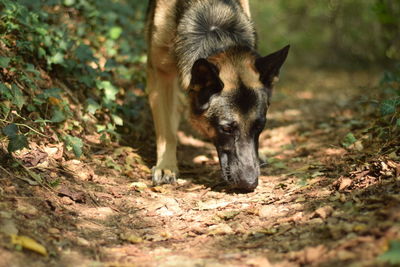 Portrait of dog on field