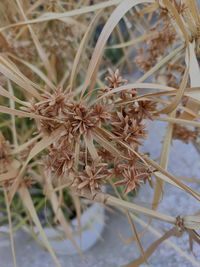 Close-up of dried plant