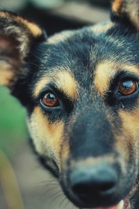 Close-up portrait of dog