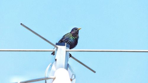 Low angle view of bird perching on cable against blue sky