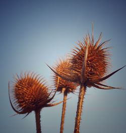 Close-up of dried thistle against sky