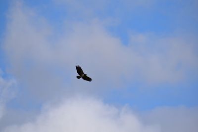 Low angle view of eagle flying against sky