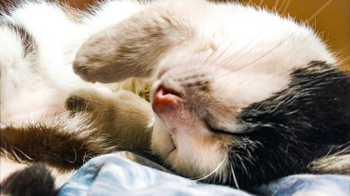 Close-up of dog sleeping on bed