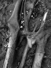 Close-up of wet tree trunk