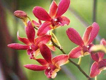 Close-up of maroon orchids blooming outdoors