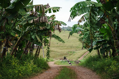 Dirt road passing through agricultural field