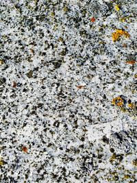 Full frame shot of lizard on rock