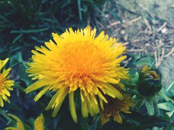 Close-up of yellow flower