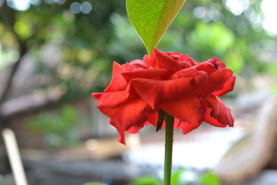 Close-up of red rose