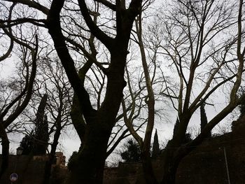 Low angle view of trees against sky