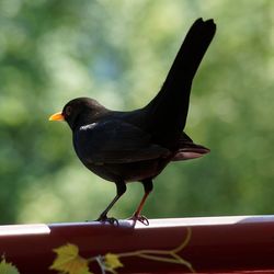 Close-up of bird perching on railing