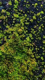 Full frame shot of plants