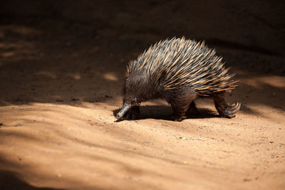 Echidna on field during sunny day