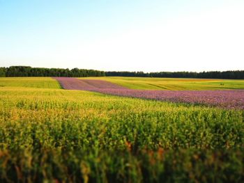 Scenic view of agricultural field against clear sky