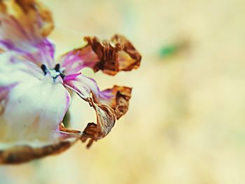 Close-up of insect on flower