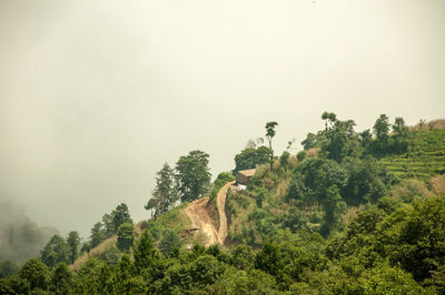 Trees in forest against sky