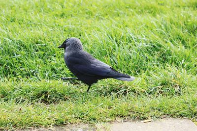 Bird perching on field