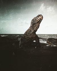 Close-up of lizard on rock at beach against sky