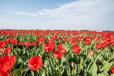 Red tulips growing on field against sky