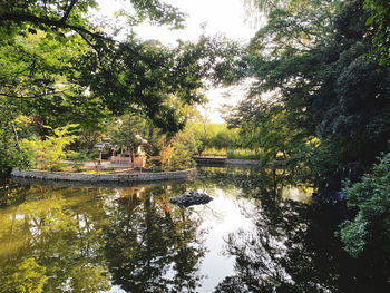 Scenic view of lake in forest