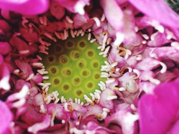 Close-up of pink flowers blooming outdoors