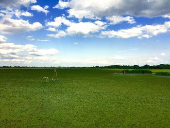 Scenic view of grassy field against sky