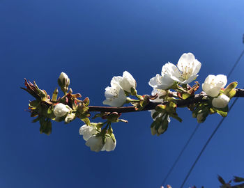 Low angle view of white flowering plant against clear sky