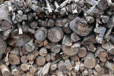 Full frame shot of logs in forest