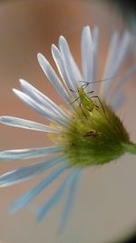 Close-up of insect on flower