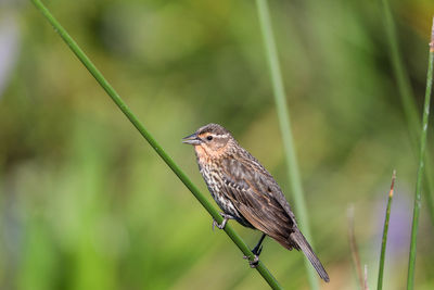 Brown female red-wing blackbird agelaius phoeniceus perches on the tall reeds and grass in a pond 