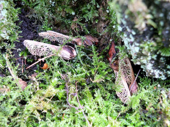 Close-up of mushroom growing on field