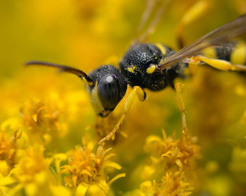 Close-up of bee pollinating on yellow flower