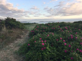 Scenic view of pink flowering plants on field against sky