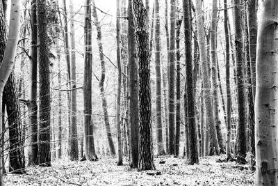 Panoramic view of trees in forest