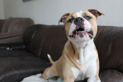 Close-up portrait of american staffordshire terrier relaxing on sofa