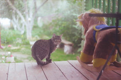 Rear view of cat sitting outdoors