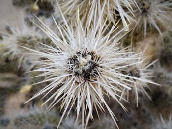 Close-up of dandelion flower