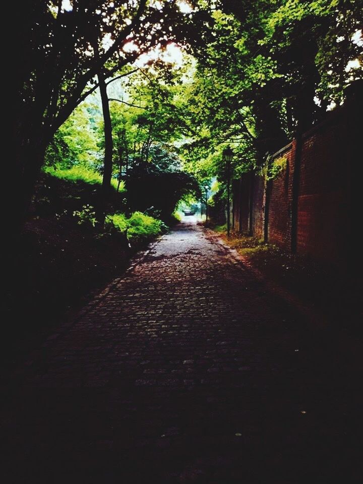 the way forward, tree, diminishing perspective, growth, tranquil scene, footpath, tranquility, vanishing point, nature, scenics, green color, plant, day, outdoors, treelined, narrow, beauty in nature, non-urban scene, long, lush foliage, solitude, no people