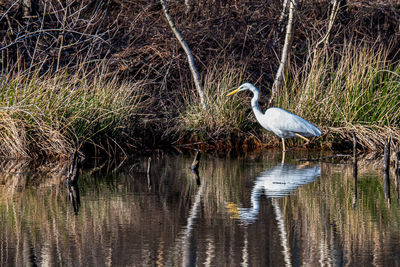 Gray heron in lake