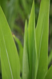 Close-up of green leaves