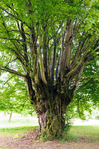 Trees on landscape