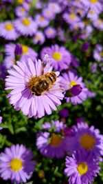 Close-up of bee on purple flower