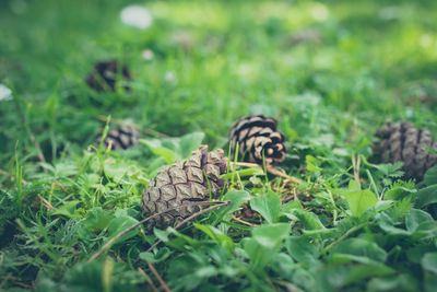 Close-up of lizard on grass