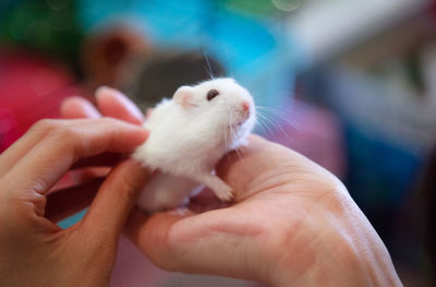 Close-up of hand holding rabbit