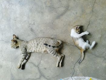 High angle view of cat and her kitten playing on the floor