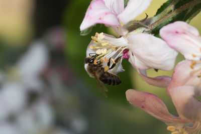 Close-up of bee perching on flower