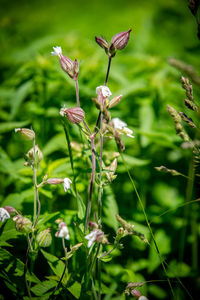 Close-up of flowering plant