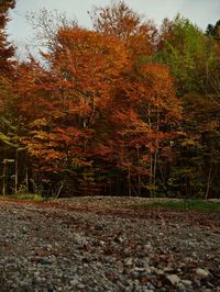 Autumn trees in forest