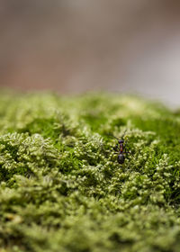 Close-up of insect on plant