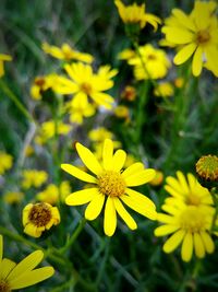 Close-up of yellow flower